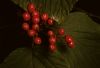image of Viburnum alnifolium