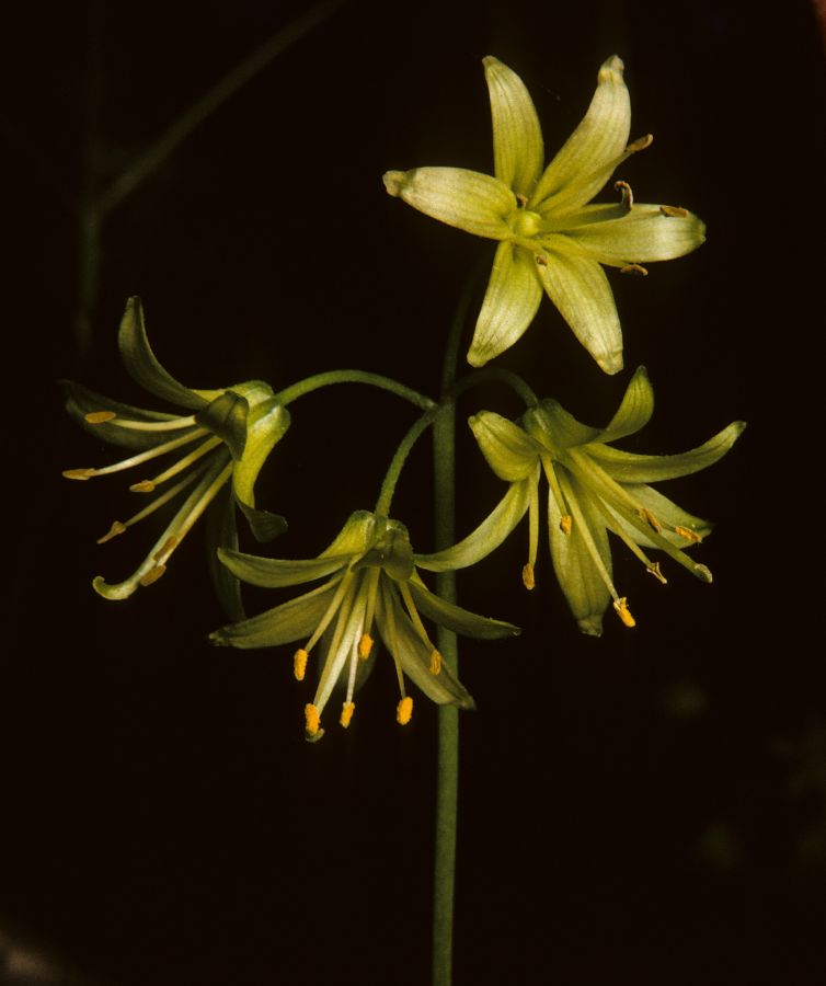 Colchicaceae Clintonia borealis