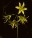image of Clintonia borealis