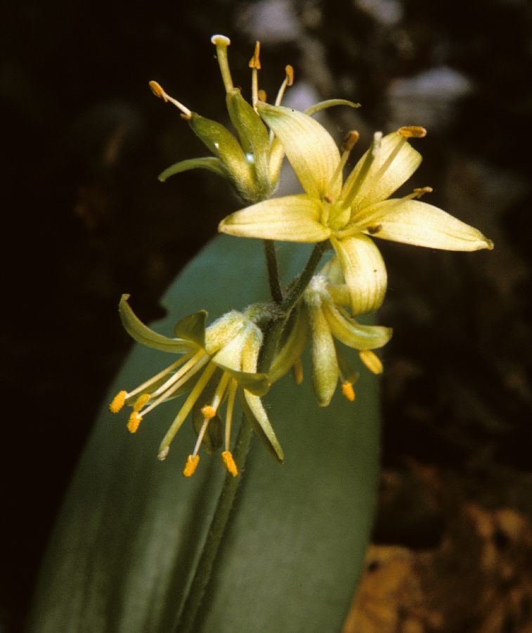 Colchicaceae Clintonia borealis