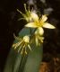 image of Clintonia borealis
