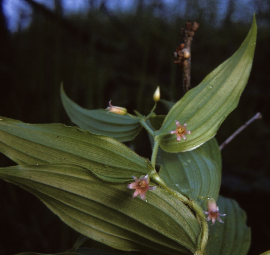 Colchicaceae Streptopus amplexifolius