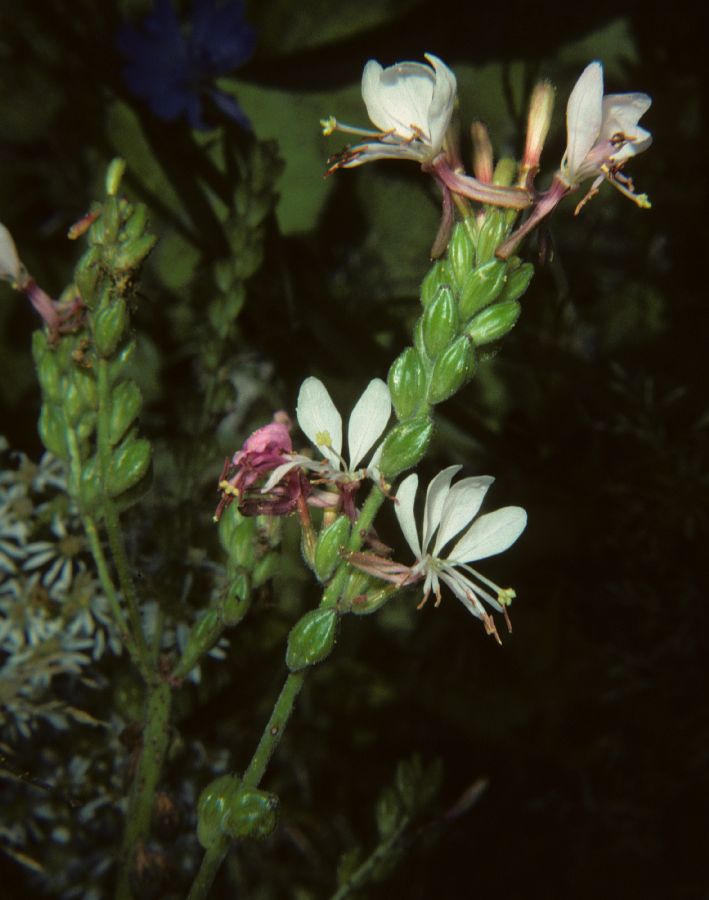 Onagraceae Oenothera biennis