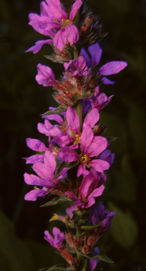 Lythraceae Lythrum salicaria