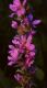 image of Lythrum salicaria