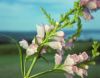 image of Physostegia 
