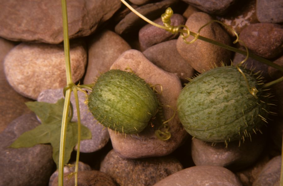Cucurbitaceae Echinocystis lobata