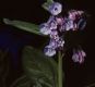 image of Mertensia 
