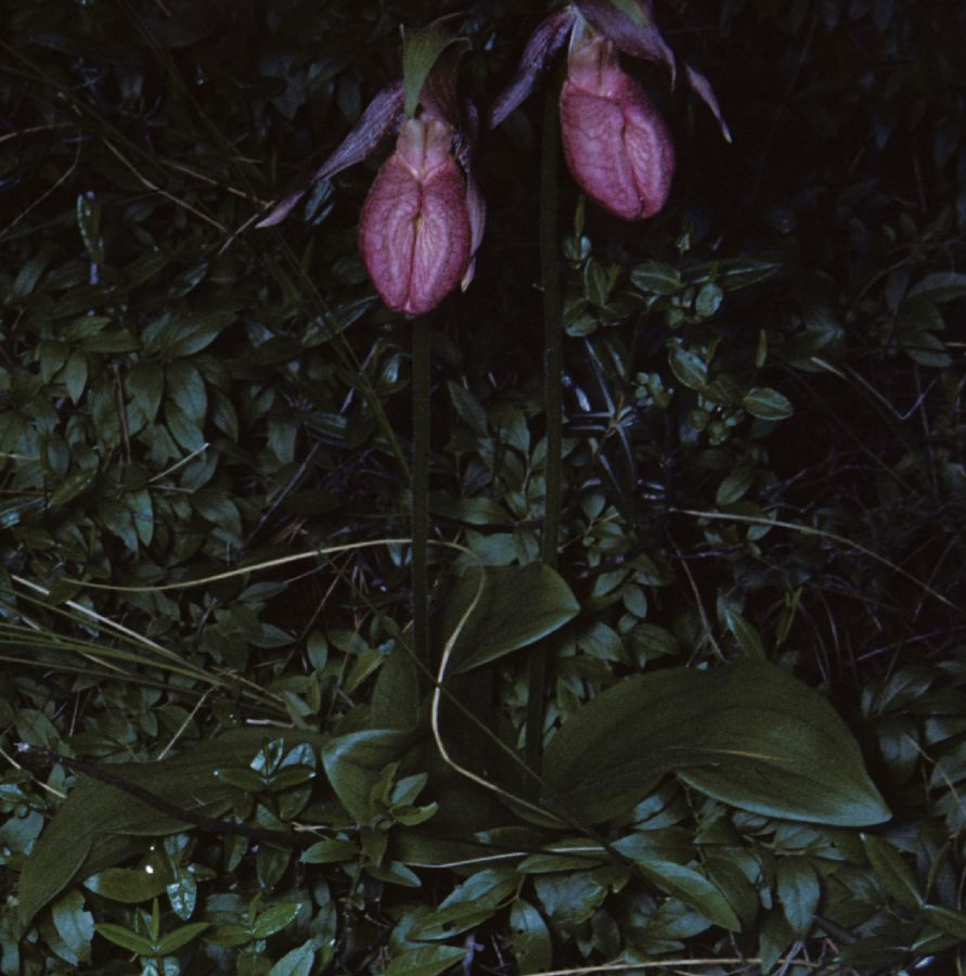 Orchidaceae Cypripedium acaule