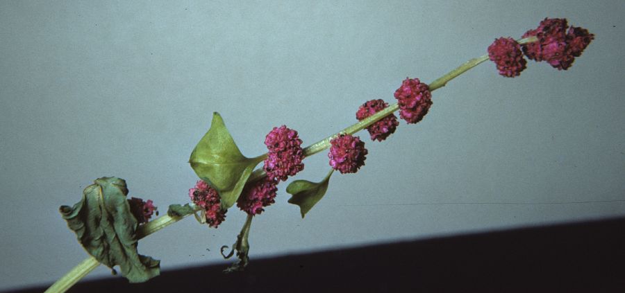 Amaranthaceae Chenopodium capitatum