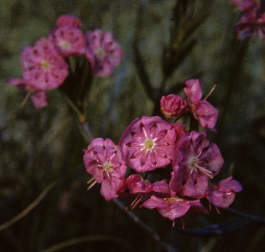 Ericaceae Kalmia polifolia
