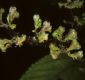 image of Laportea canadensis