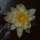 image of Nymphaea 