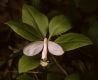 image of Polygala 