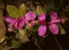 image of Polygala 