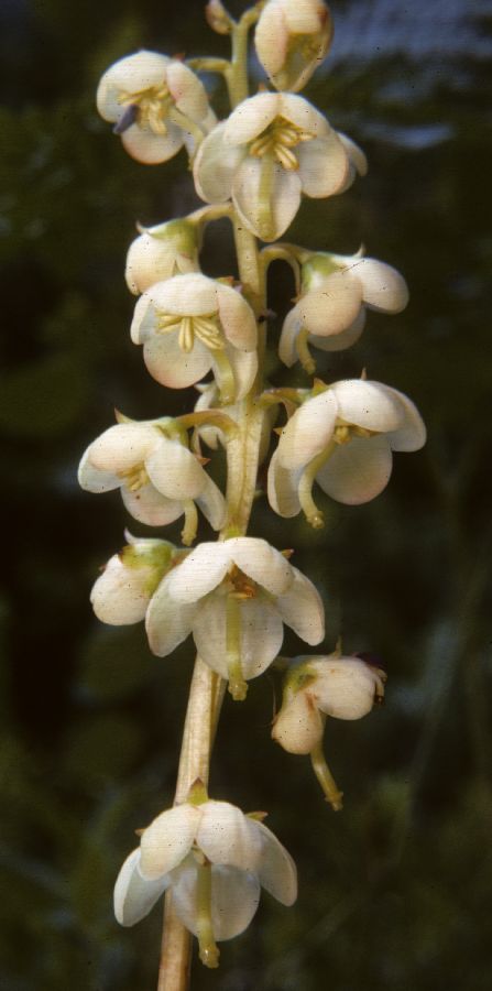 Ericaceae Pyrola rotundifolia