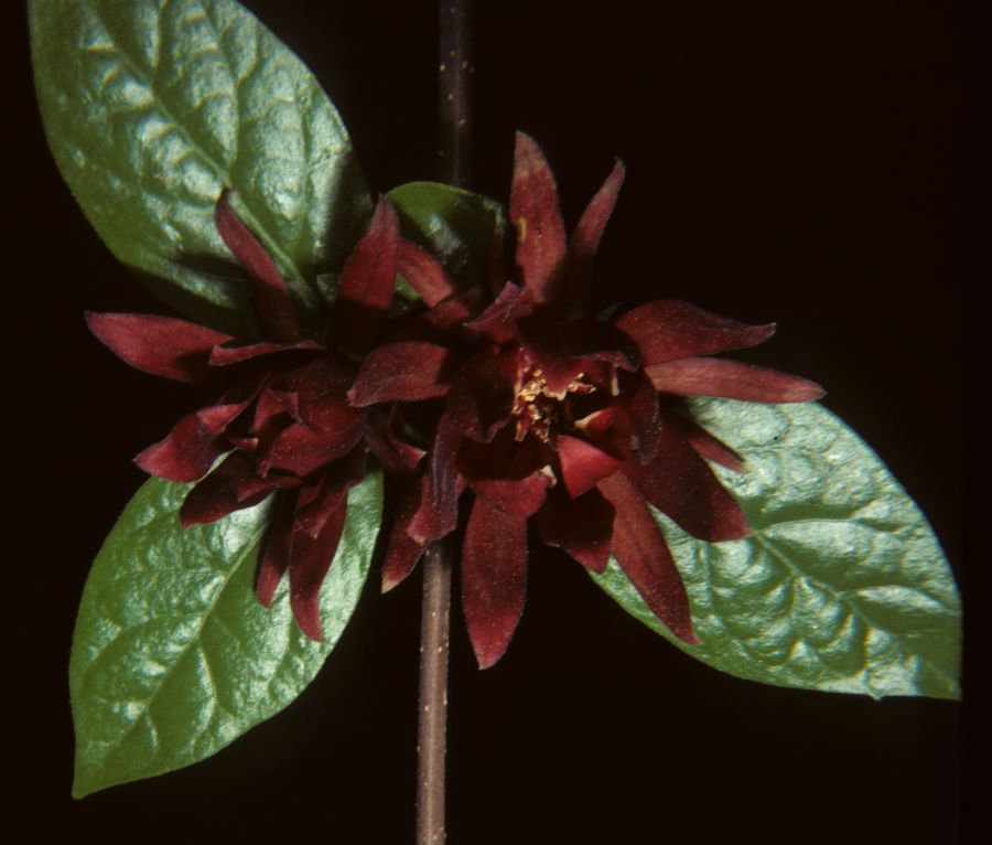 Calycanthaceae Calycanthus floridus