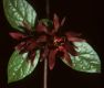 image of Calycanthus floridus