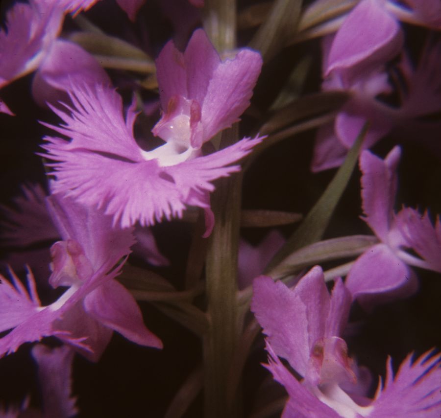 Orchidaceae Habenaria fimbirata