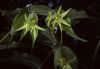 image of Disporum 