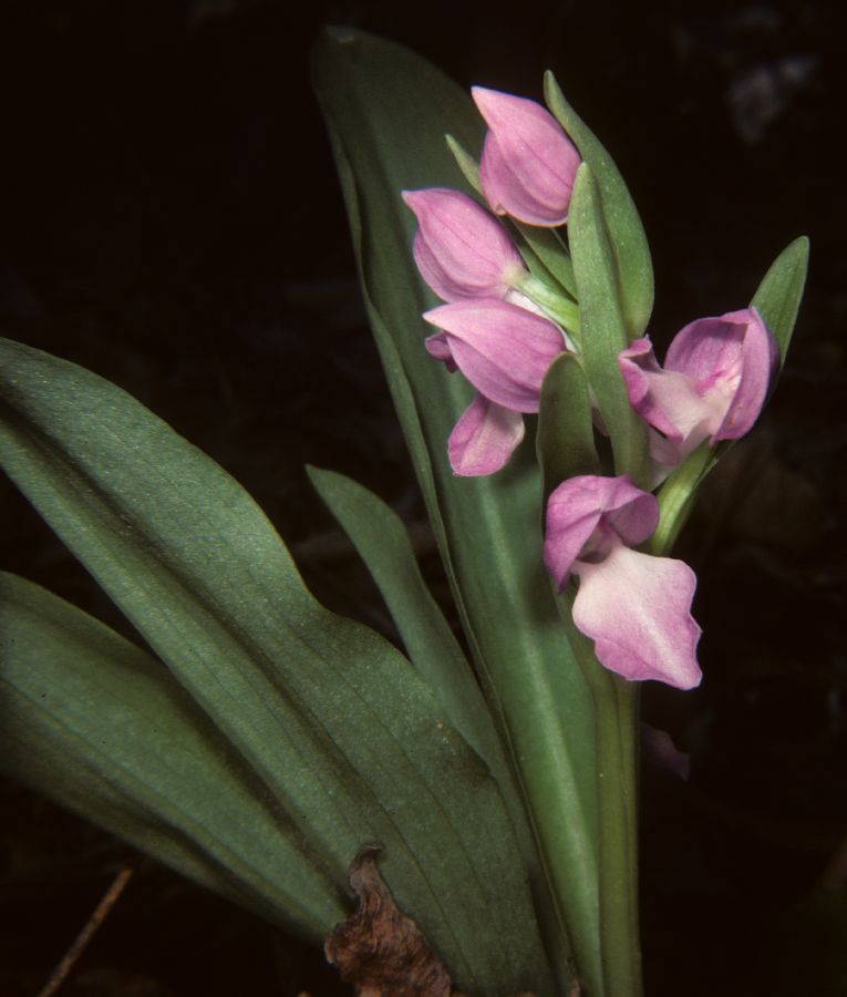 Orchidaceae Orchis spectabilis