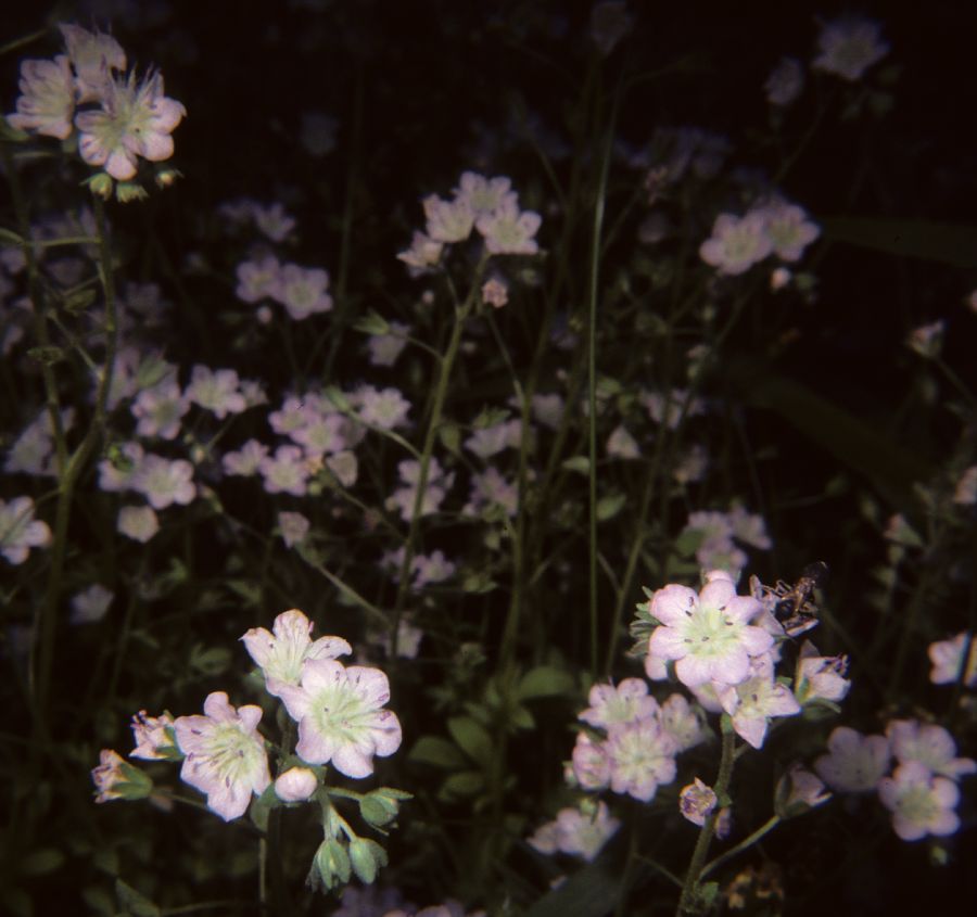 Hydrophyllaceae Phacelia 