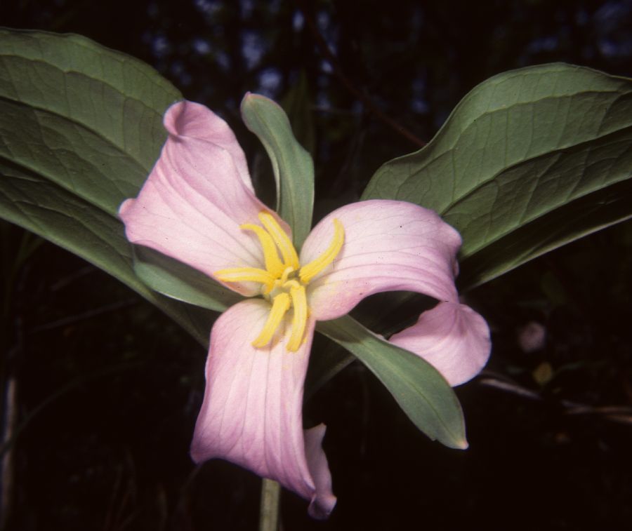 Melanthiaceae Trillium 