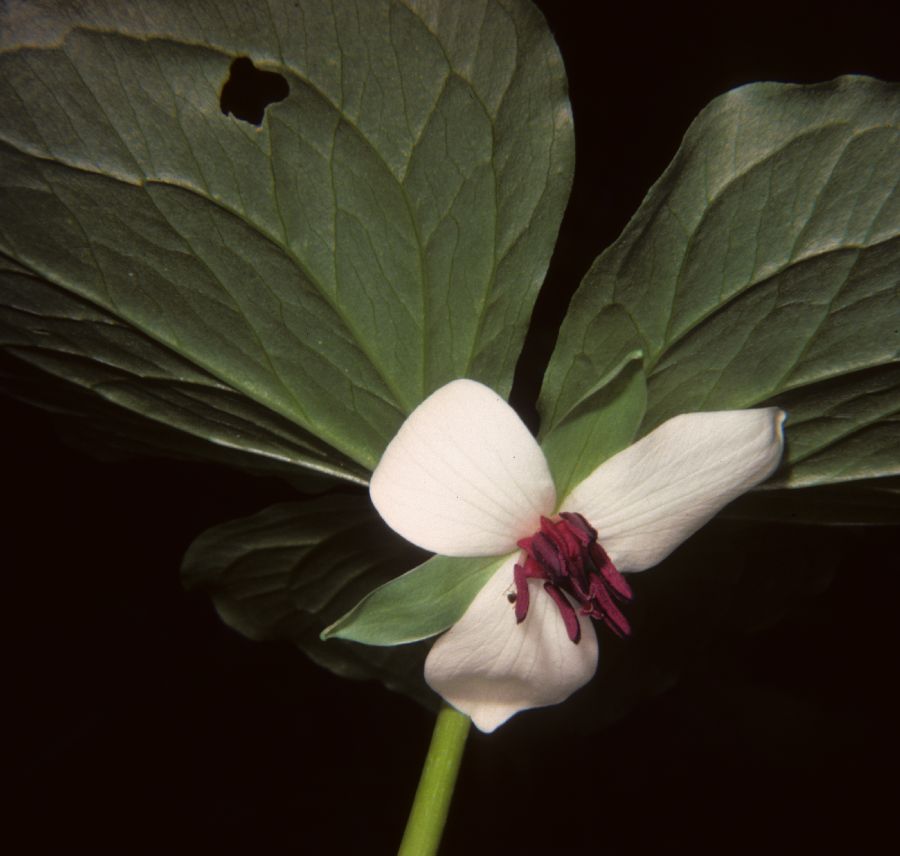 Melanthiaceae Trillium cernuum
