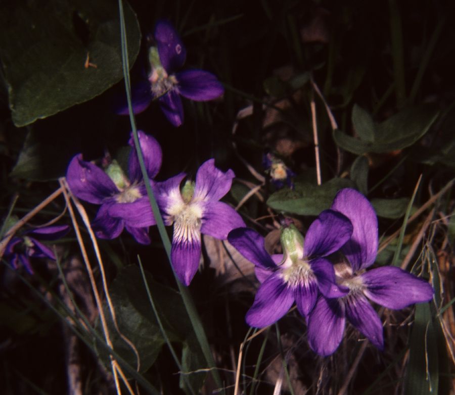 Violaceae Viola 