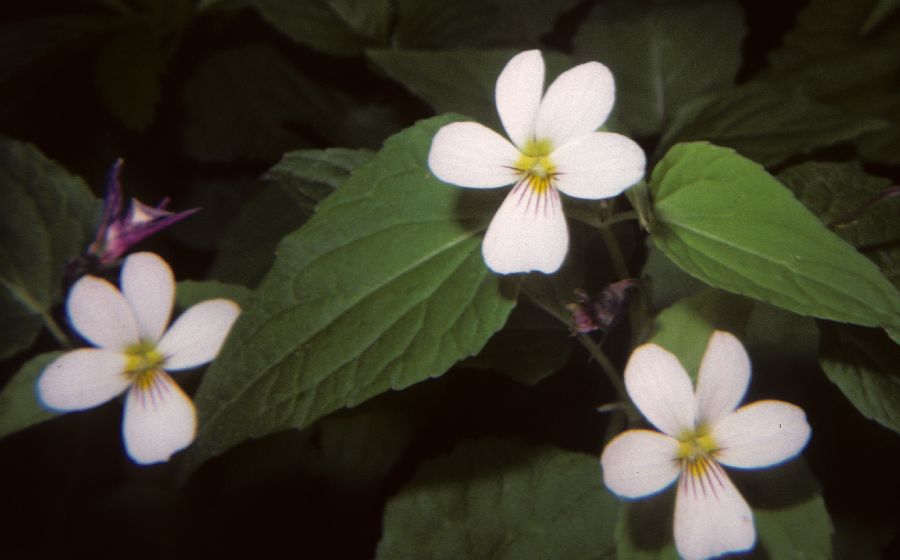 Violaceae Viola 