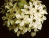 image of Ornithoglossum saundersoniana