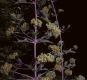image of Smilax 