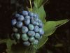 image of Smilax 