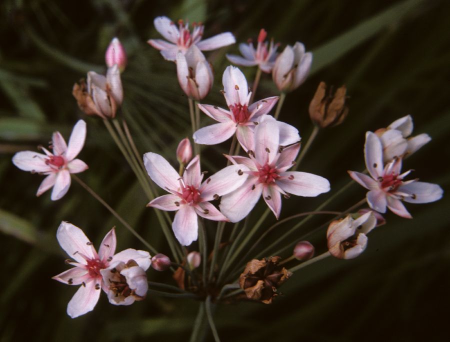Butomaceae Butomus umbellatus