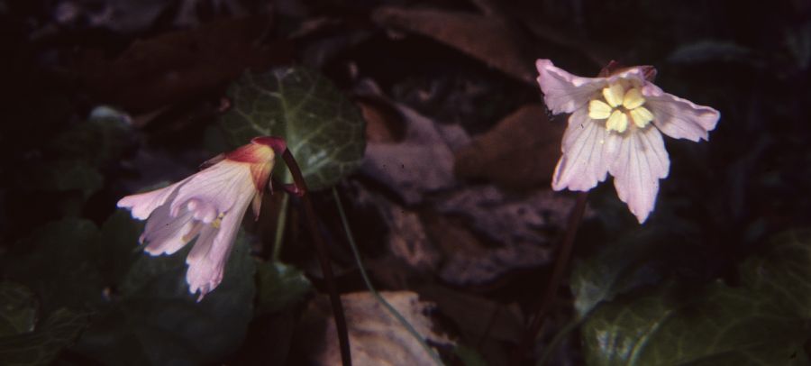 Ericaceae Epigaea repens
