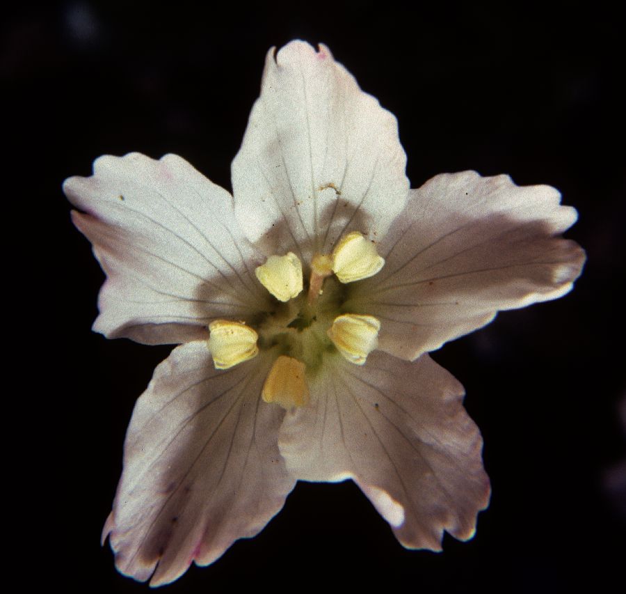 Diapensiaceae Shortia galacifolia
