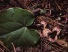 image of Hexastylis arifolia