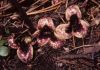 image of Hexastylis arifolia
