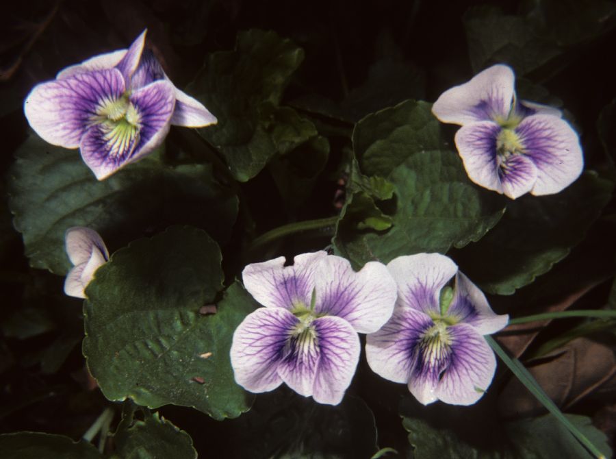 Violaceae Viola 