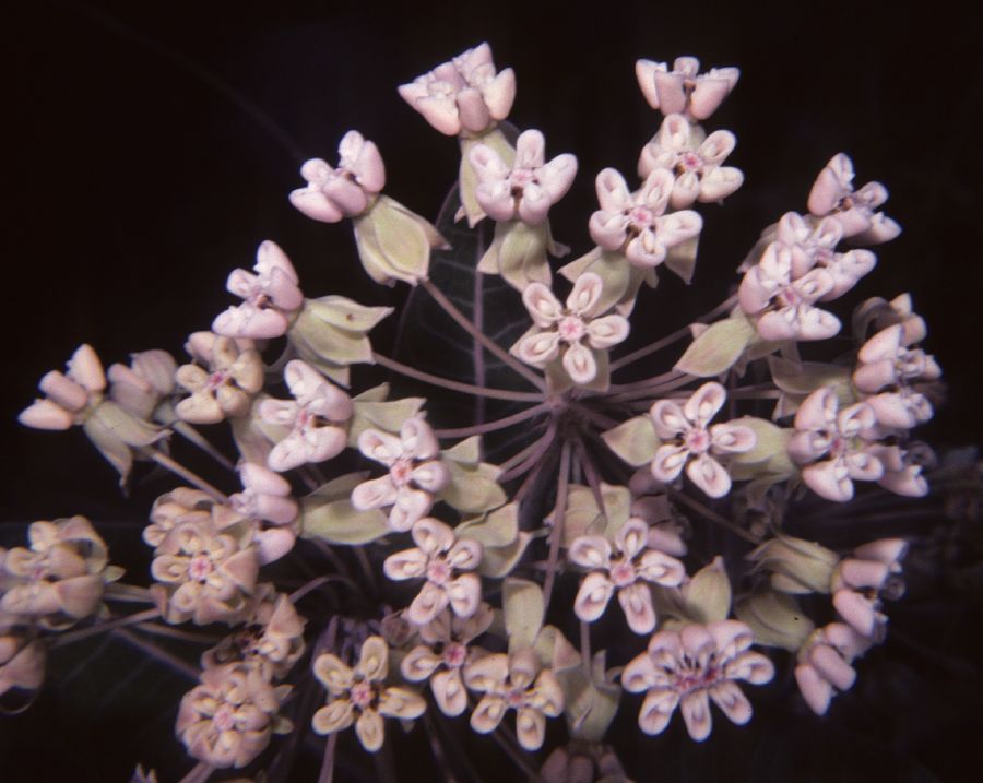 Apocynaceae Asclepias 