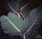 image of Asclepias 
