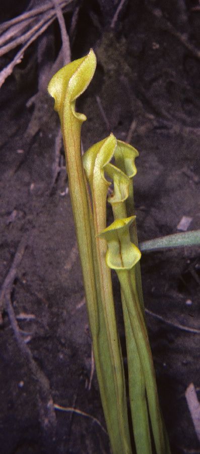 Sarraceniaceae Sarracenia flava