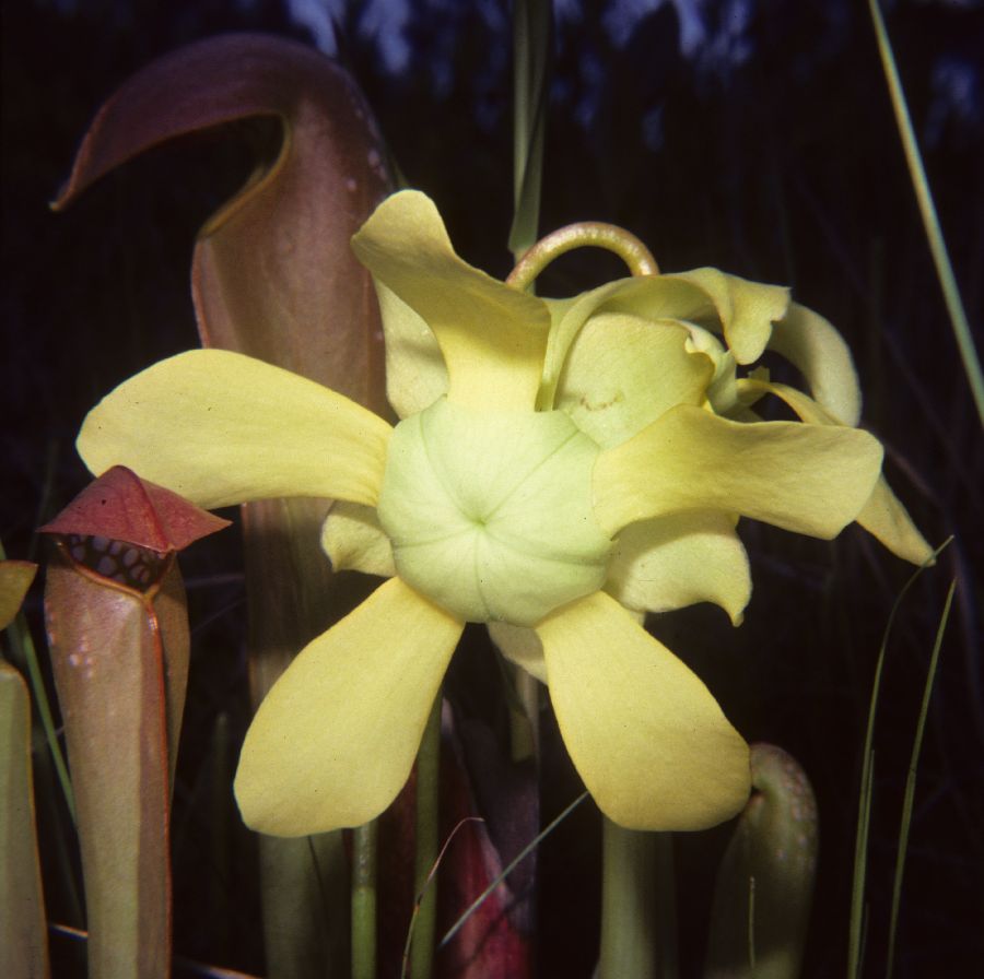 Sarraceniaceae Sarracenia minor