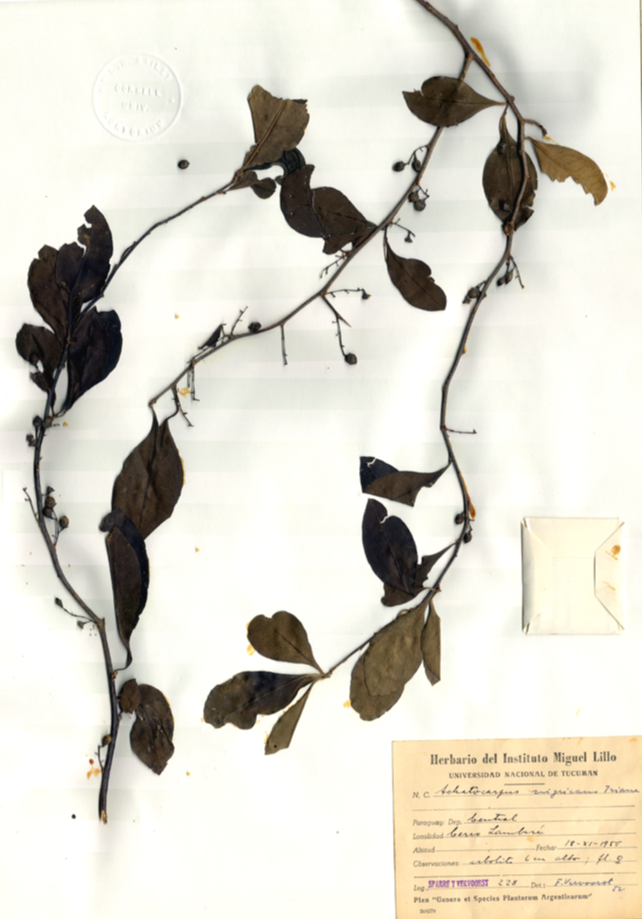 Achatocarpaceae Achatocarpus nigricans