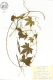 image of Ceratiosicyos eckloni