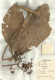 image of Myrianthus 