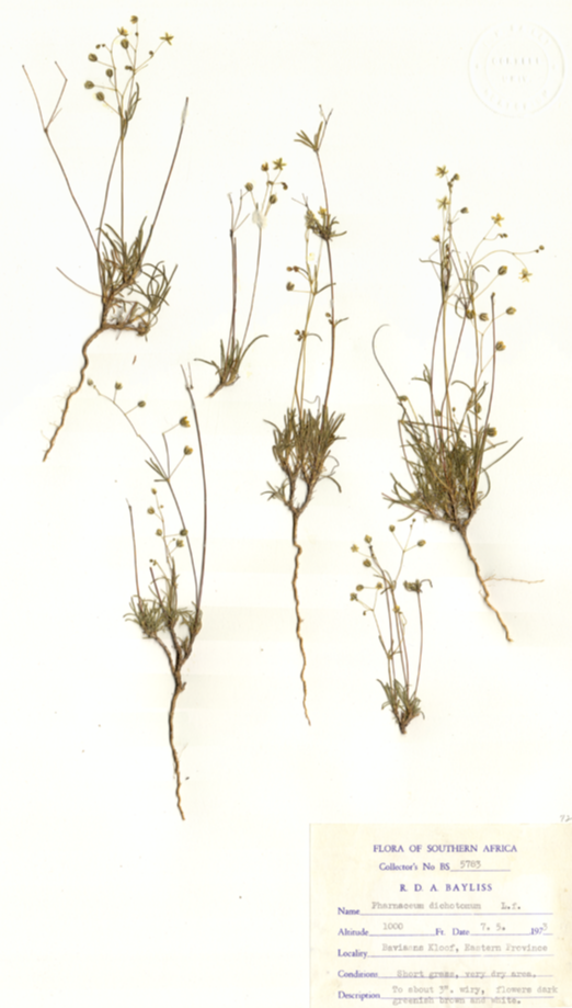 Molluginaceae Pharnaceum dichotomum