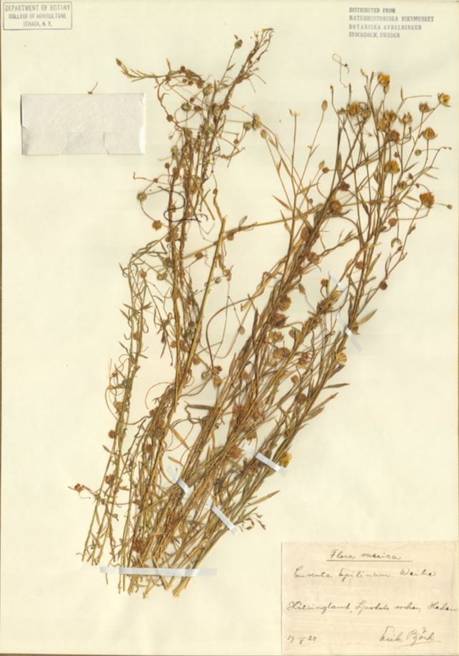 Convolvulaceae Cuscuta epilinum