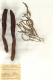 image of Cynomorium coccineum