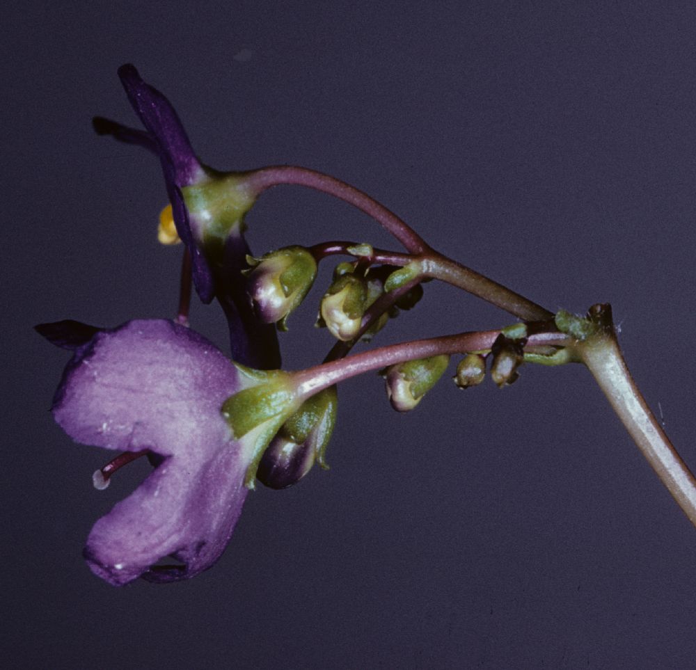 Gesneriaceae Boea hygroscopica